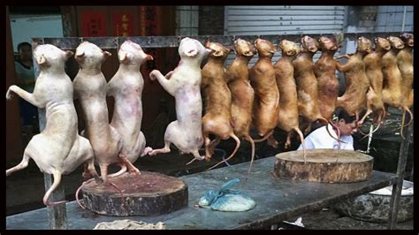 The Yulin Dog Meat Festival In China Youtube