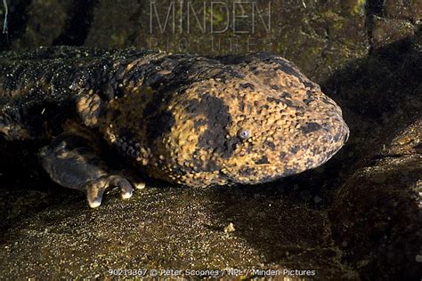 Japanese Giant Salamander Stock Photo Minden Pictures