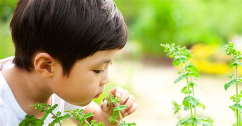 And we use all types of flowers to take to cemetery. Simple 'sniff test' could spot autism in toddlers ...