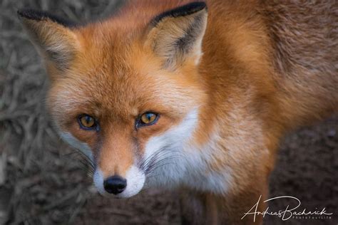 Red Fox By Photoyourlife On 500px Fox Red Fox Animals
