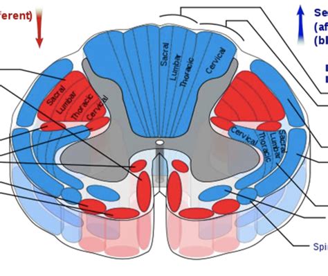 Spinal Cord Pathways Diagram Quizlet