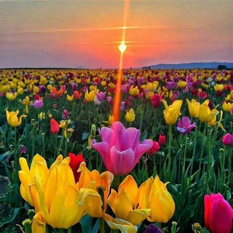 Pin By Clare Mac Neil On Sunrise And Sunset Tulips Flowers Nature