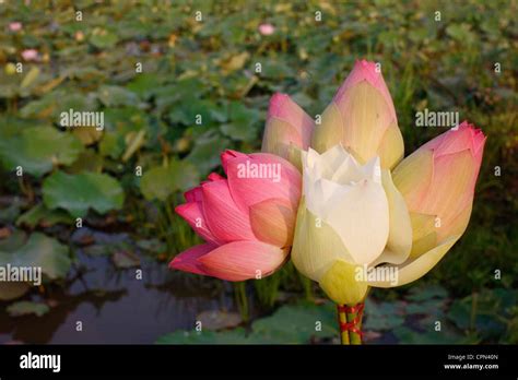 Lotus Flower Heads Hi Res Stock Photography And Images Alamy