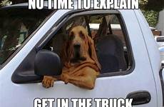 bloodhound hilarious cutest parking sitting done humans accuses dui laughing buddy antics doggy friend