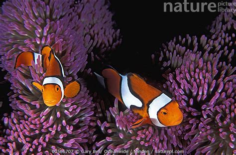 Stock Photo Of Blackfinned Clownfish Amphiprion Percula Pair In Sea
