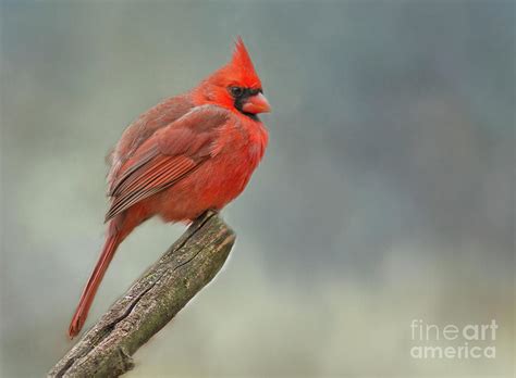 Cardinal Ohio State Bird Photograph By Teresa Jack