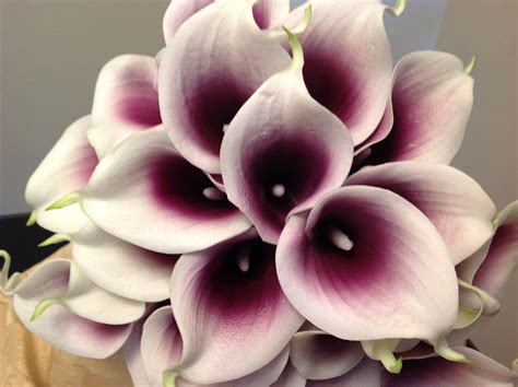 Beautiful Natural Real Touch Calla Lily I Have Different Colors To