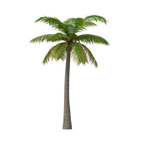 Download Palm Tree Png Image For Free