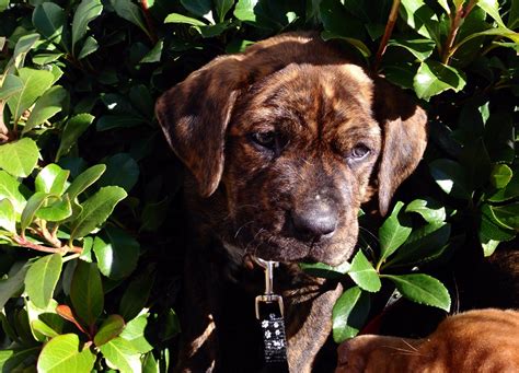 Brindle Pit Mix Puppy In The Bushes Puppies Animals Brindle