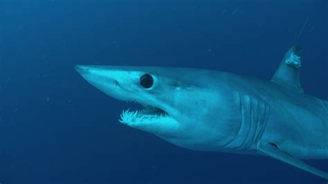 Shortfin Mako Mortality Higher Than Thought Fin And Field Blog