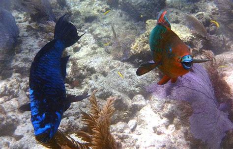 Grazing Fish Can Help Save Imperiled Coral Reefs