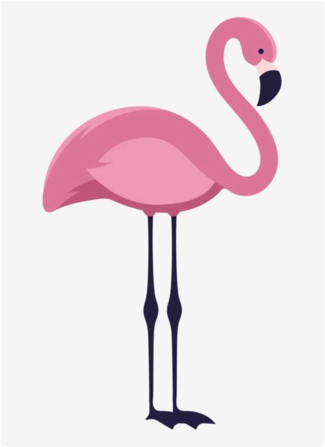Flamingo Clipart Transparent Png Hd Standing Flamingo Illustration