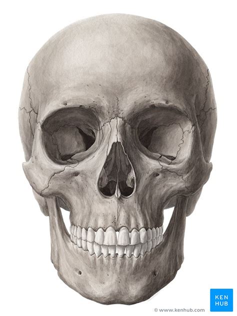 Bones of the Head - Skull Anatomy - Fractures | Kenhub