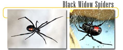 Black widow spiders are arachnids that are known for the females' unique appearance and tendency to eat their mates. Black Widow Spiders --info and games - dangerous and scary ...
