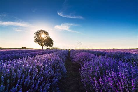 Tree In Lavender Field At Sunset In Provence France Stock Photo