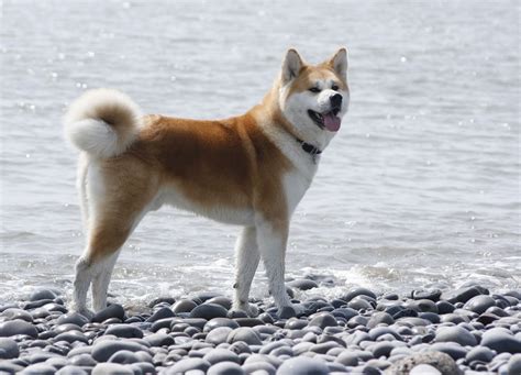 Akita Breed Information Guide Photos Traits And Care Bark Post