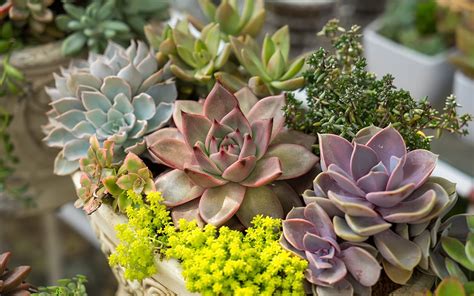 How To Care For Cactus And Succulents Cacti And Succulents Which Are