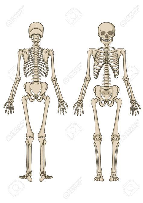 Clipart Of Human Skeleton 20 Free Cliparts Download Images On