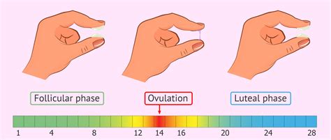 What Is The Cervical Mucus Like During Ovulation And On Fertile Days
