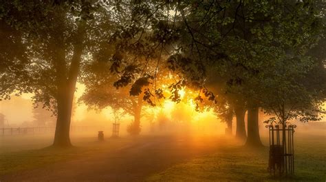 Wallpaper Sunlight Trees Forest Sunset Night Nature Park