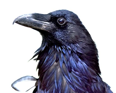 Birds Image Stock Raven