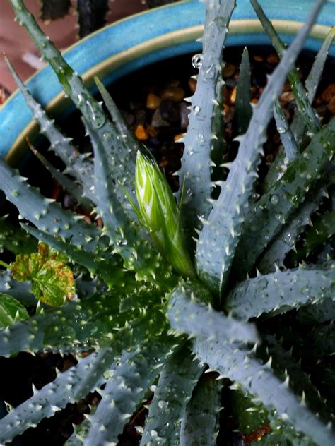 Small Blue Aloe With Emerging Flower Spike Succulent Names Garden