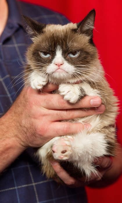 Grumpy Cat Passes Away At Age Seven