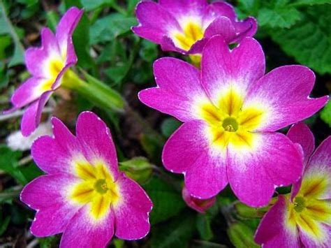 The Art Of Naming Primrose February Birth Flowers Birth Flowers