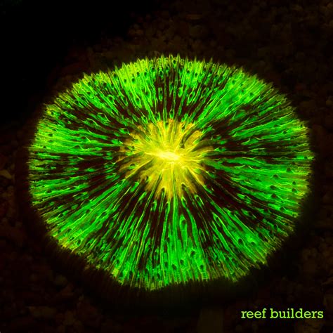 Fluorescent Friday Cycloseris Edition Reef Builders