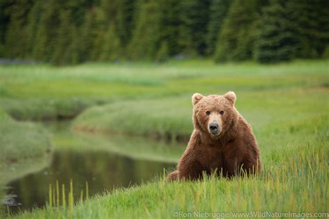 Grizzly Bear Lake Clark National Park Alaska Photos By Ron Niebrugge