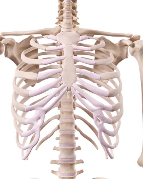 The Skeletal Thorax Stock Illustration Illustration Of Biomedical