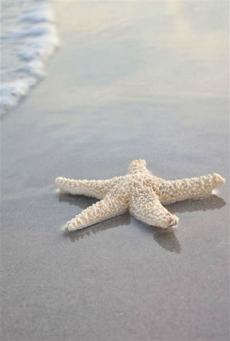 Pin By Juana M On Starfish And Seashells Ocean Beach Sea Shells Starfish