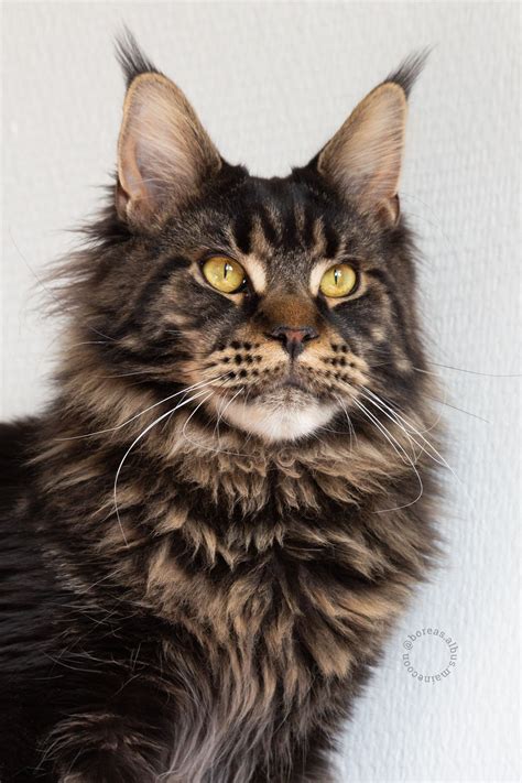 Maine Coon Kitten 11 Months Brown Tabby Blotched Millquartercoons