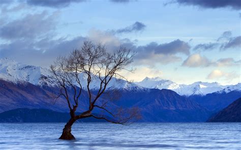 Bare Tree On Ocean Near Mountains During Daytime Hd Wallpaper