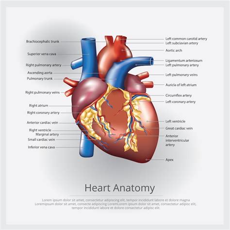 Anatomia Del Corazon Humano Imagenes