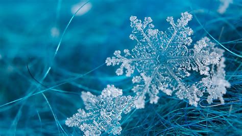 frost - Google Search | Snowflake wallpaper, Snowflakes real, Winter ...