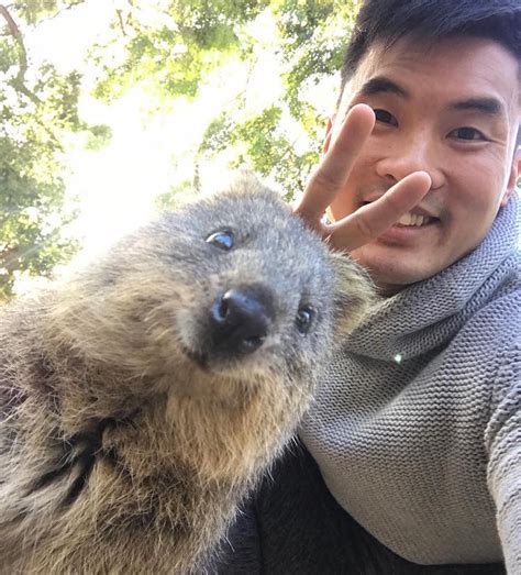 Quokka Selfie Trend Has People Posing with Adorable Australian Animal
