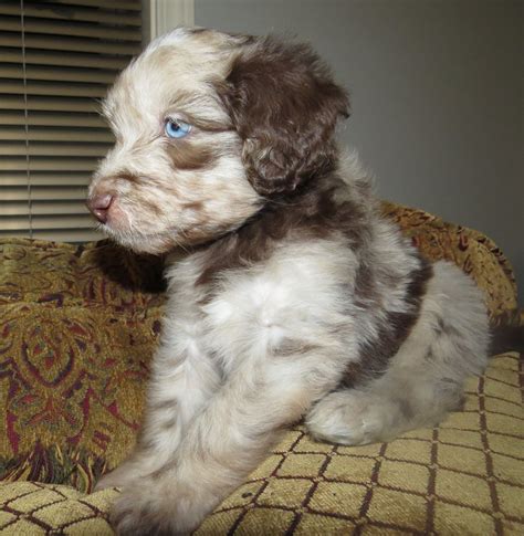 Find labrador retriever puppies and breeders in your area and helpful labrador retriever information. Aussiedoodle Puppies - 2015- Aussiedoodle and Labradoodle ...
