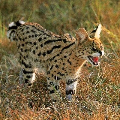 Enjoy encounters with giraffe and hippo, and smaller african cats like the serval, caracal and african wildcat. Small Wild Cats of Africa ~ African Cats ~ Cats For Africa