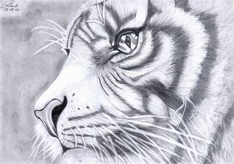 Drawing Art Tiger Graphite Pencil Grip Grade B Shading