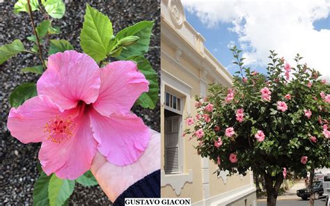 Introduzir 41 Imagem Planta Hibisco Rosa Br Thptnganamst Edu Vn