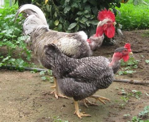 Pin On Backyard Designer Chickens