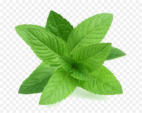 Mint Plant Clipart 10 Free Cliparts Download Images On Clipground 2024