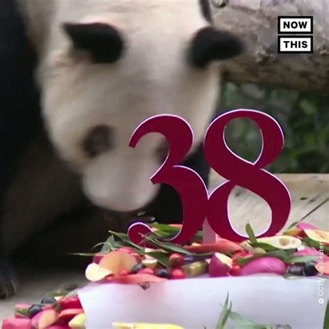 Xinxing The Worlds Oldest Living Giant Panda In Captivity Celebrated