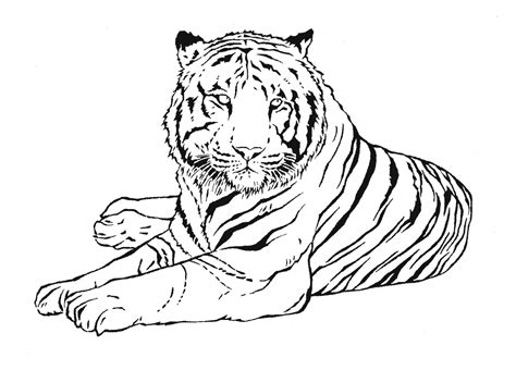 Coloriage Tigre 13601 Animaux Dessin à colorier Coloriages à