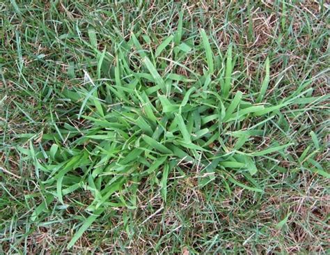 11 Common Lawn Weeds To Destroy Before Sowing New Grass