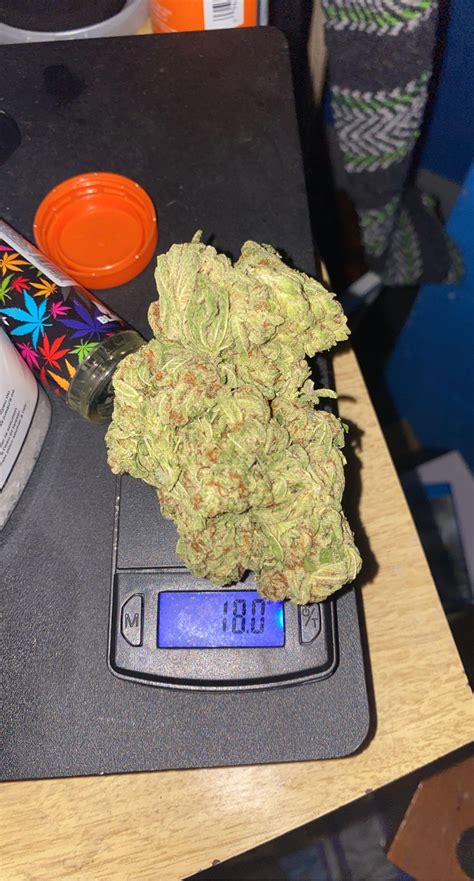 Got The Biggest Nug Ive Ever Gotten Today Rtrees