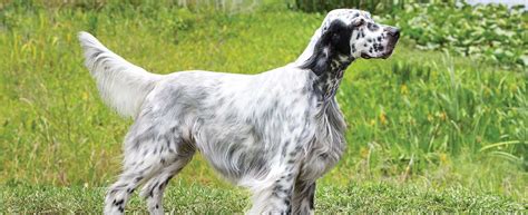 English setter 5 months old, vet checked, vaccinated, microchipped microchip number 991001004181622. English Setter Dog Breed Profile | Petfinder