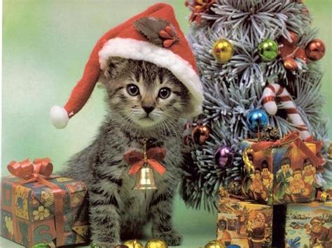 Free Download Christmas Animals Cute Funny New Images Funny And Cute