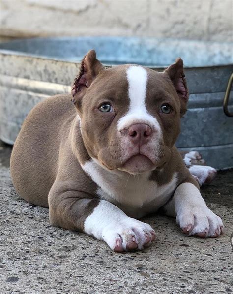 We will help you find the best pet you need according to your choice. Pitbull Puppies For Sale Near Me, American Pitbull Bully ...